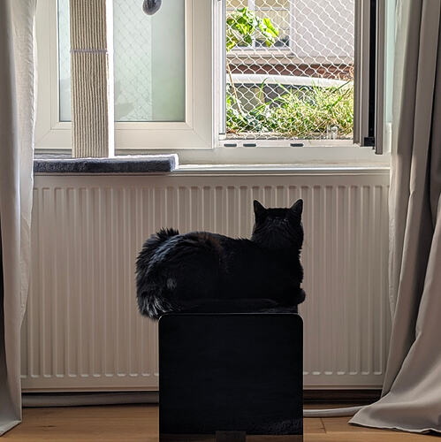 Photograph of a black cat loafing atop a black subwoofer, looking away from the camera at an open window.