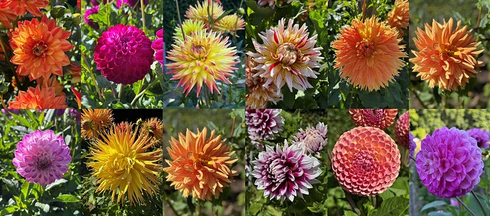 Dahliengarten Hamburg 17082025