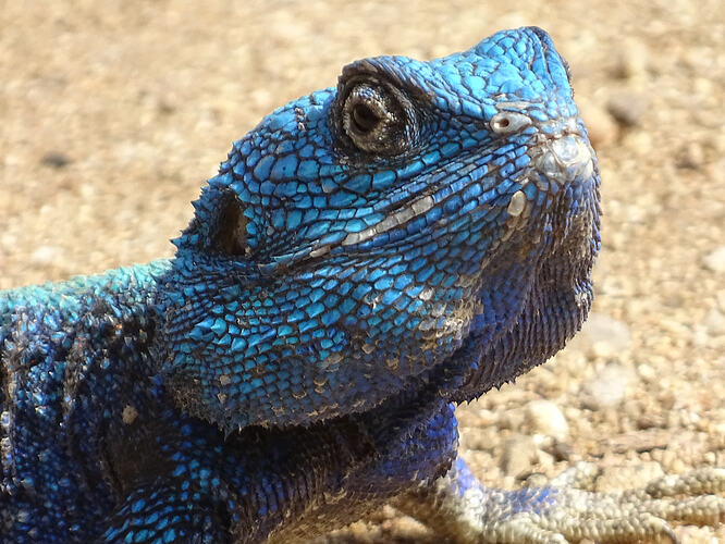 tree agama