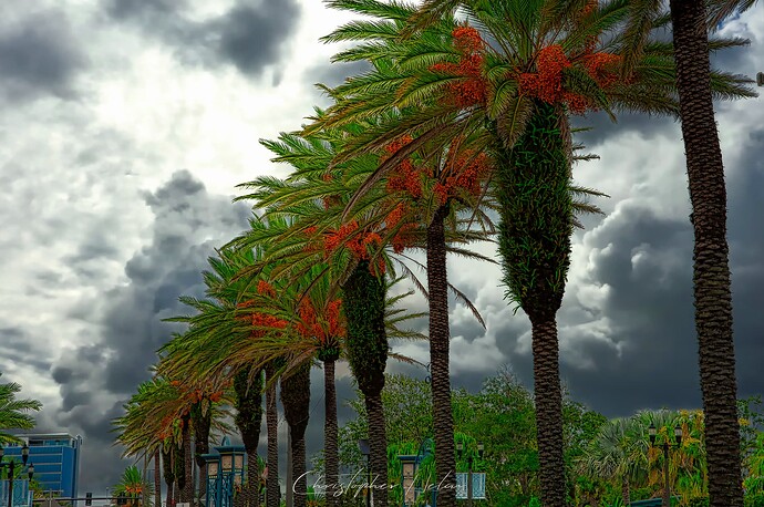 Palms on the Esplanode Daytona