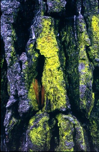 Green Fungi - Tokai