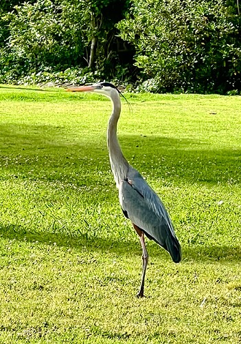 heron_PTF