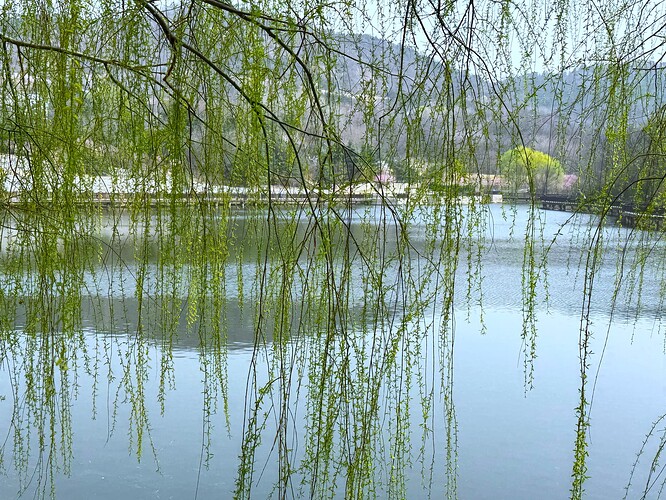 20250324_QingdaoWillow