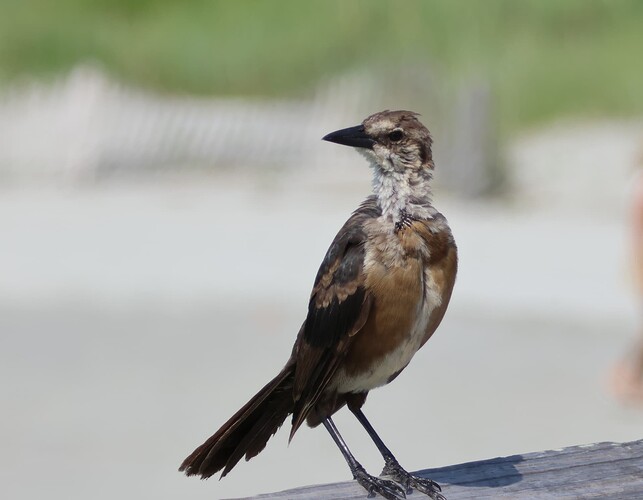 Chick on the beach showing off Bronzed cleavage-crp
