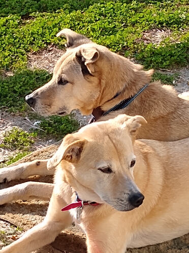 The Buddies - Myrtle_21-topaz-remove-crop