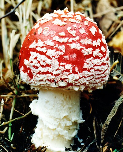 Fly Agaric 2