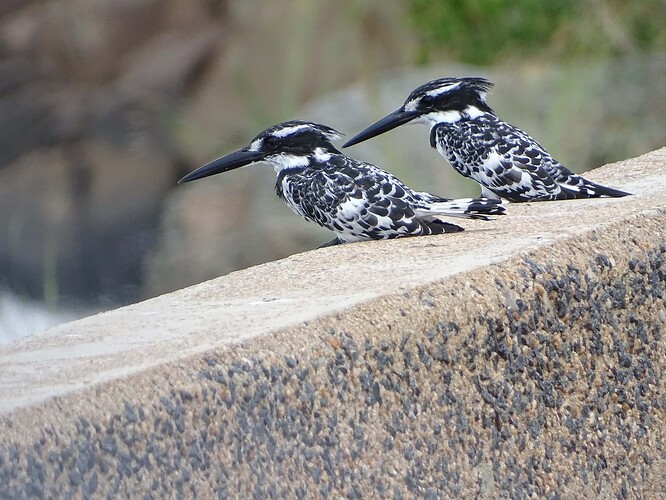 pied kingfishers