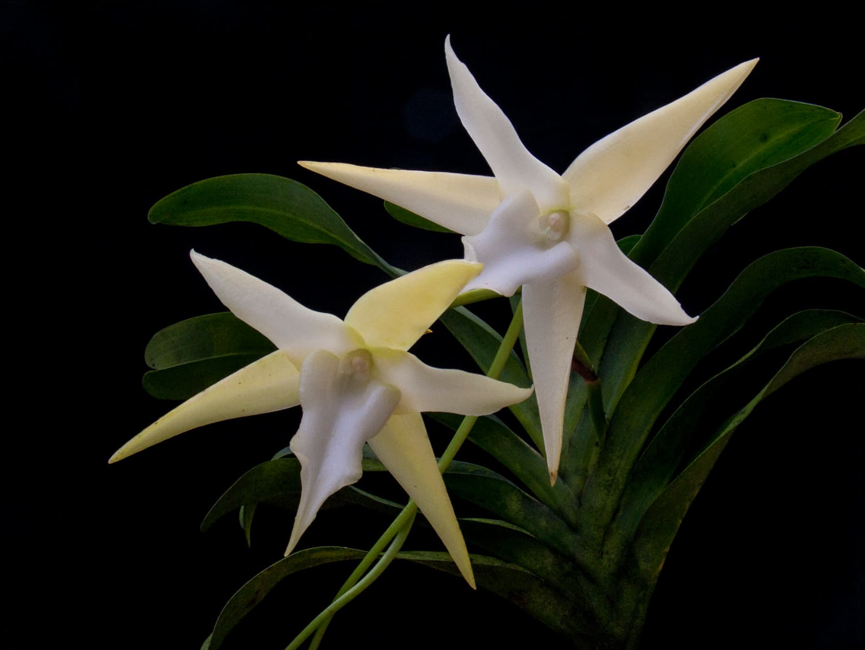 Ангрекум Орхидея