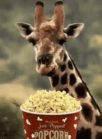 giraffe